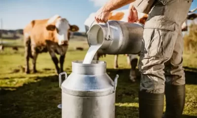Milk Dairy
